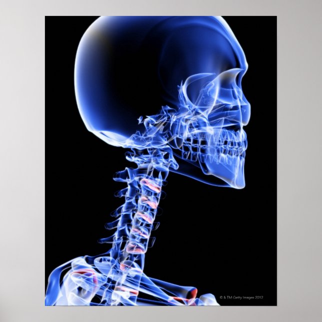 Póster Huesos de la cabeza y el cuello (Frente)