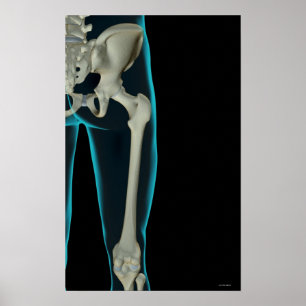 Póster Huesos de la cadera 2