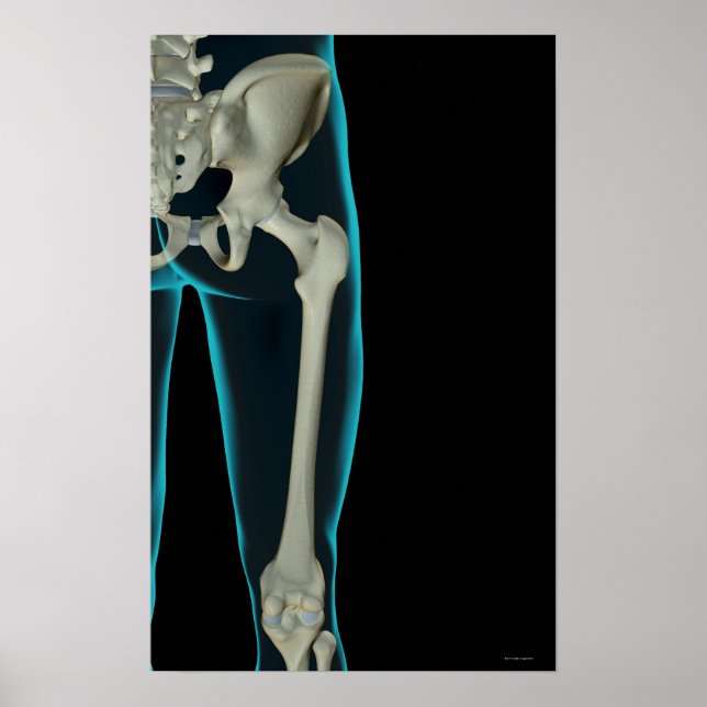 Póster Huesos de la cadera 2 (Frente)