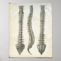 Huesos de la Chiropráctica de la Columna Vertebral