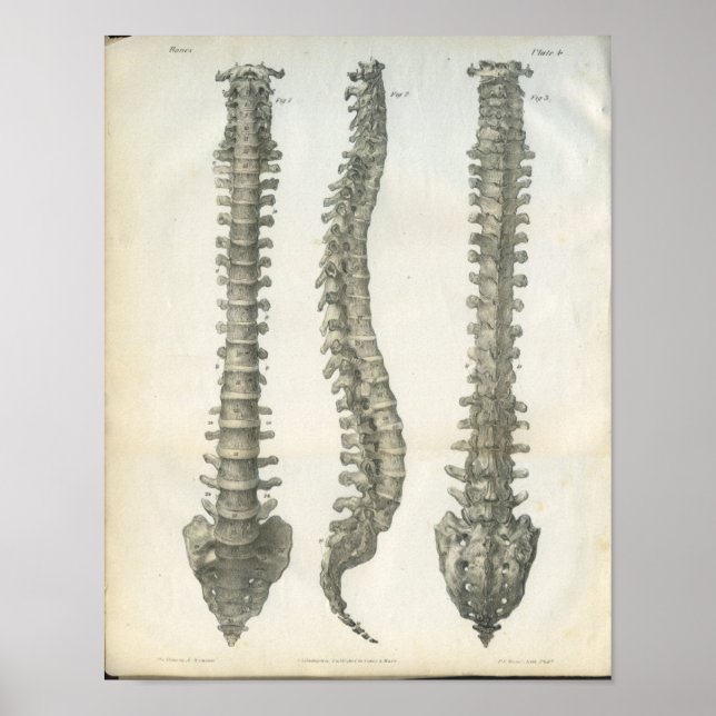 Póster Huesos de la Chiropráctica de la Columna Vertebral (Frente)