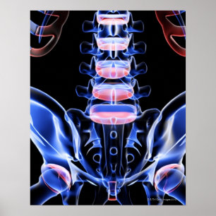 Póster Huesos de los 5 más de espalda