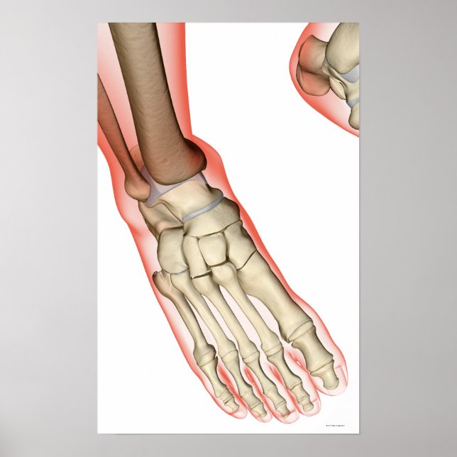 Póster Huesos de los pies 15 (Frente)