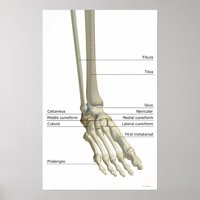 Póster Huesos de los pies 5 (Frente)