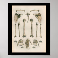 Huesos de mano de vintage de anatomía humana