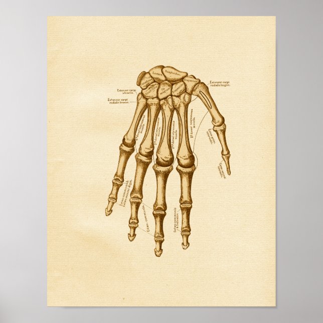Póster Huesos de muñeca de mano de Ilustracion de anatomí (Frente)