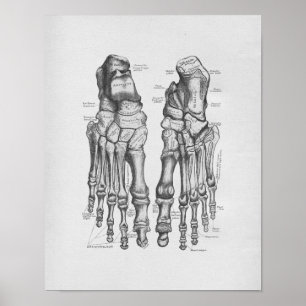 Póster Huesos de pie del ilustracion de la anatomía del