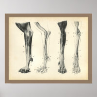 Huesos De Piernas De Perro Músculos Anatomía Veter