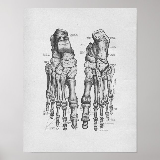 Póster Huesos de pies de Ilustracion de anatomía vintage (Frente)