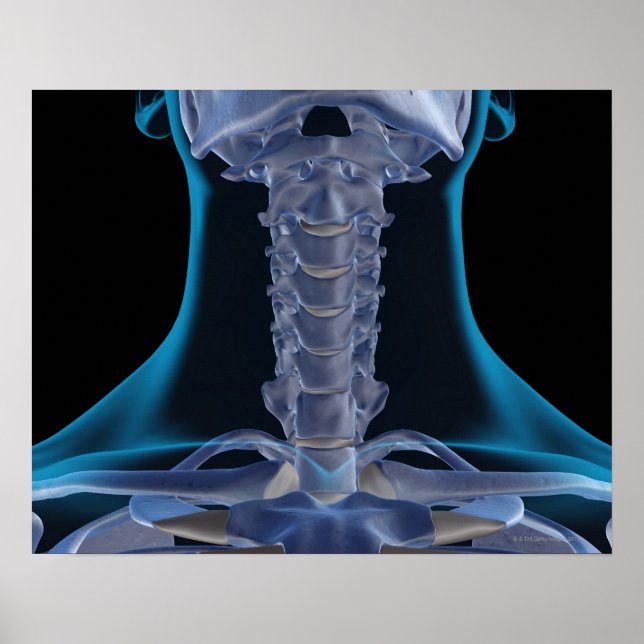 Póster Huesos del Cuello 2 (Frente)