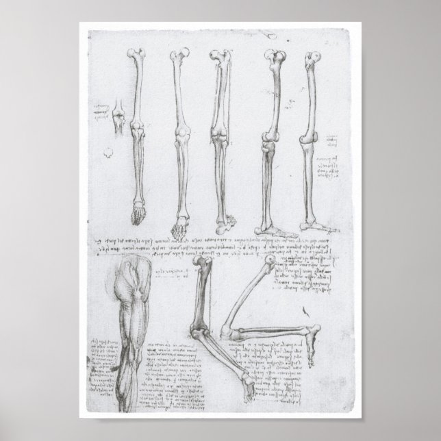 Póster Huesos del extremo inferior, Leonardo da Vinci (Frente)