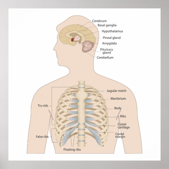 Póster Huesos del pecho humano (Frente)