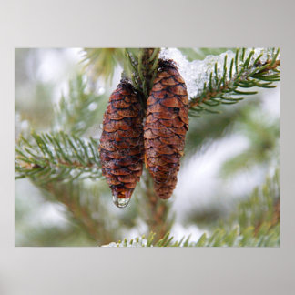 Póster Huesos glaseados