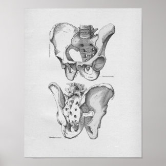 Póster Huesos pélvicos de Ilustracion de anatomía de vint