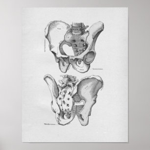 Póster Huesos pélvicos del ilustracion de la anatomía del