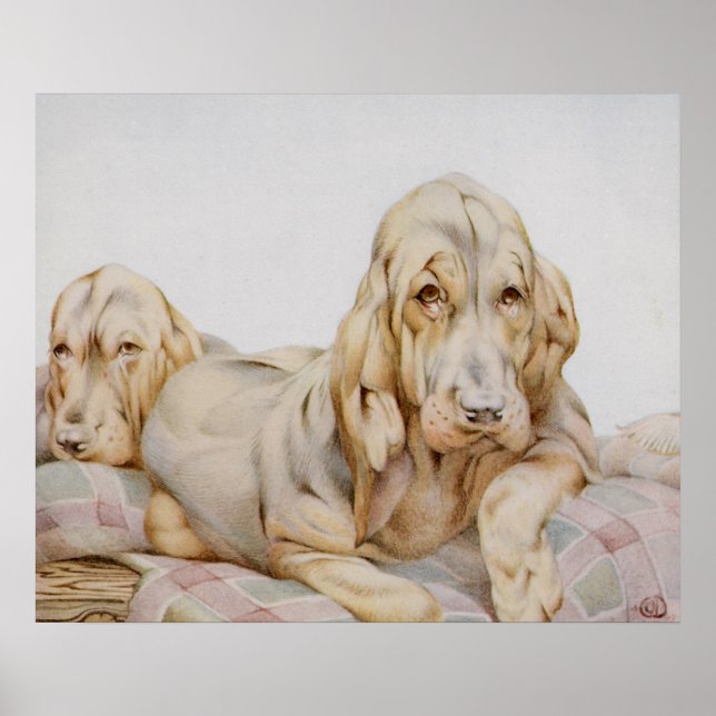 Póster Huevos blancos, perros cachorros de EJ Detmold (Frente)
