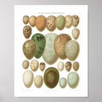 Huevos de aves europeas afiche vintage del siglo X