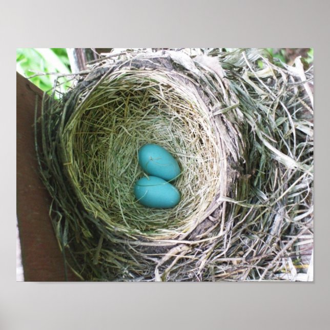 Póster Huevos de bonito Robin (Frente)