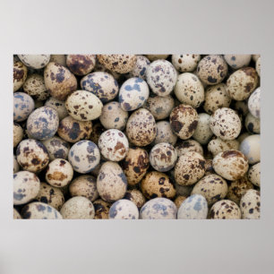 Póster Huevos de cola, Huaraz, Cordillera Blanca, Ancash