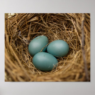 Póster Huevos de Robins