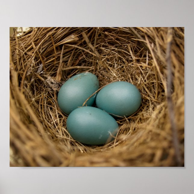 Póster Huevos de Robins (Frente)