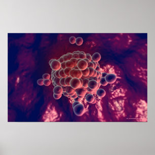 Póster Huevos en óvulos