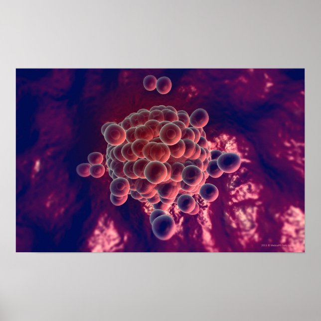 Póster Huevos en óvulos (Frente)