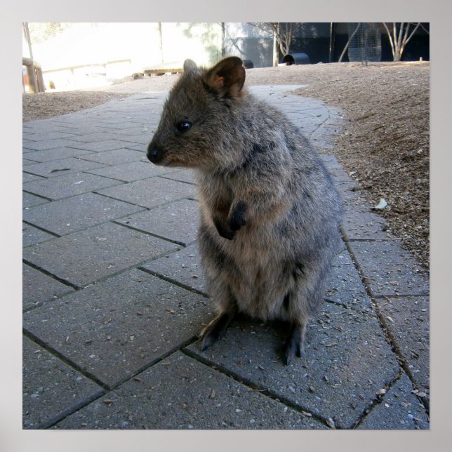 Póster "Huggs en Australia: Un Cuerdo Quokka Gris (Frente)
