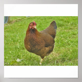 Póster Huhn