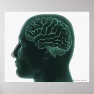Póster Human head in profile showing the brain