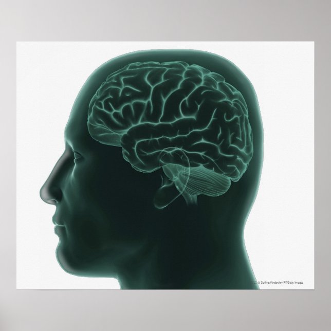 Póster Human head in profile showing the brain (Frente)