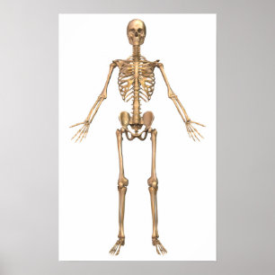 Póster Human Skeletal System, Front View