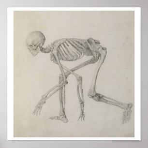 Póster Human Skeleton: Lateral view in Crouching Posture,
