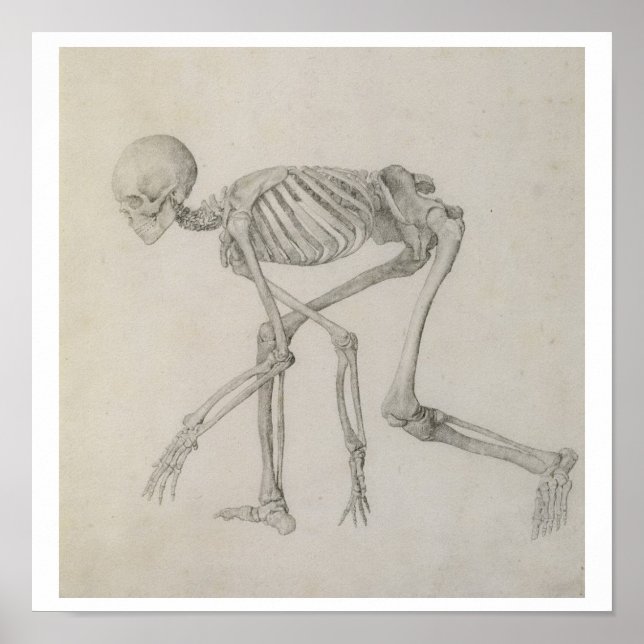 Póster Human Skeleton: Lateral view in Crouching Posture, (Frente)