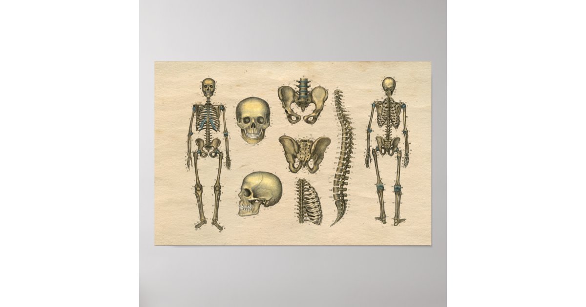 Póster Human Skeleton Skull Spine Anatomy 1841 Print | Zazzle.es