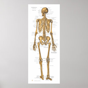 Póster Human Skeleton System Anatomy Chart