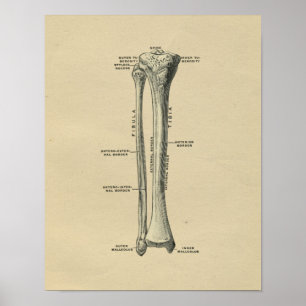 Póster Human Tibia Anatomy 1902 Vintage Print