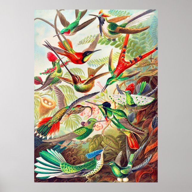 Póster Humanidades de 1904 (Frente)