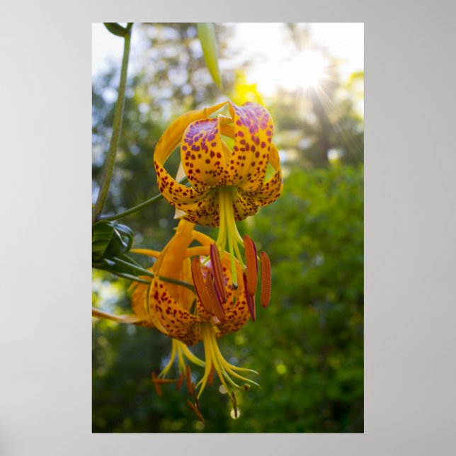 Póster Humboldt Lily (Frente)