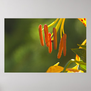 Póster Humboldt Lily Stamens