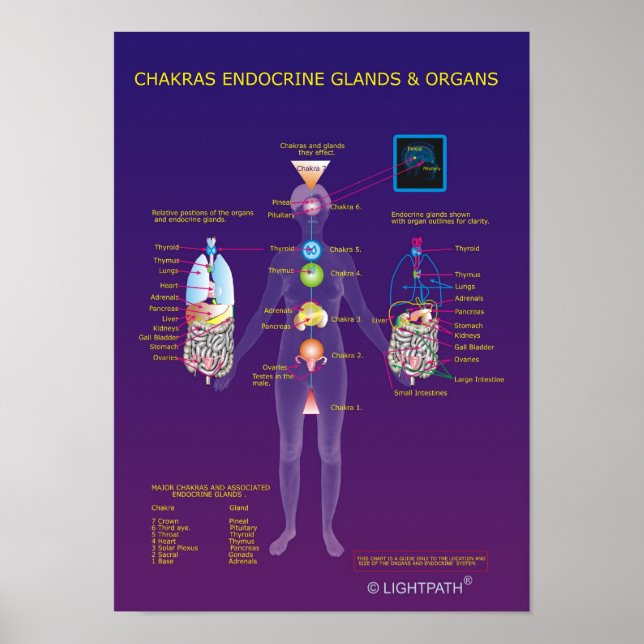 Póster Humedales y órganos endocrinos chakras (Frente)