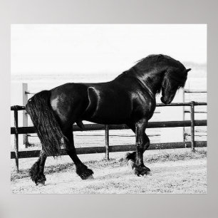 Póster Humildad de caballos