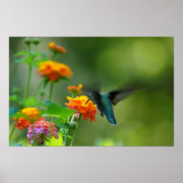 Póster Hummer de verano