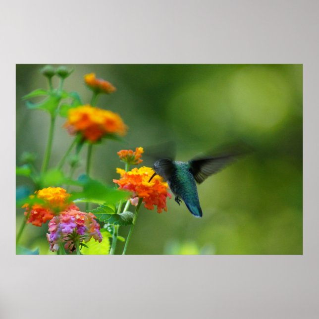 Póster Hummer de verano (Frente)