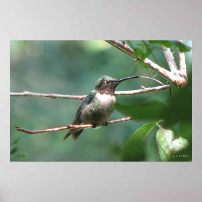 Póster Hummer Kiss (Frente)