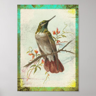 Póster Hummingbird