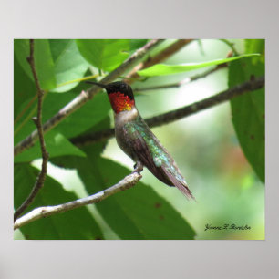 Póster Hummingbird
