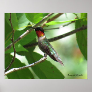 Póster Hummingbird