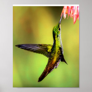 Póster Hummingbird