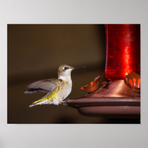 Póster Hummingbird